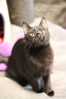 Bubli ❤ tulivá kočičí kráska ❤ - 3