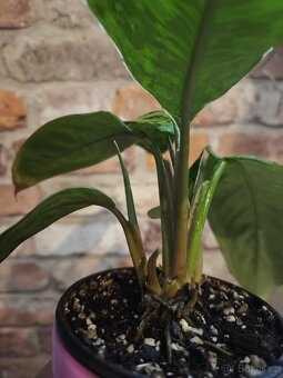 Homalomena "Camouflage” ( hlavní rostlina + 5 x výhon ) - 3
