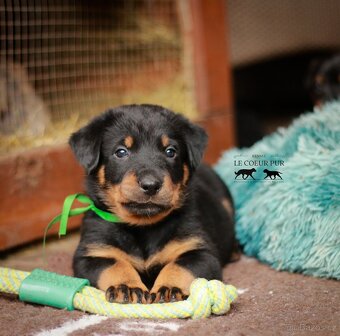 Beauceron - štěňátka k rezervaci - 3