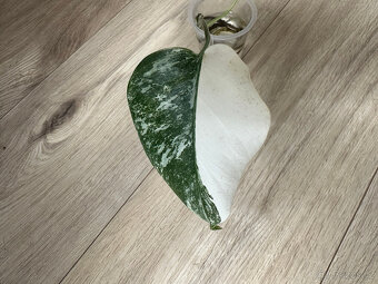 Monstera Albo variegata - 3