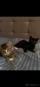 Darujeme koťátka do dobrých rukou – kocourek a kočička 🐱 - 3