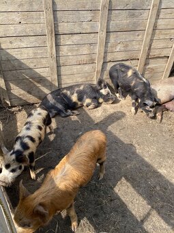 Kune Kune - 3