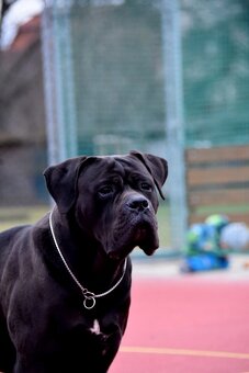 Cane corso - štěňata s PP (FCI) - 3