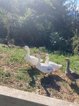 Husa cholmogorska - 3