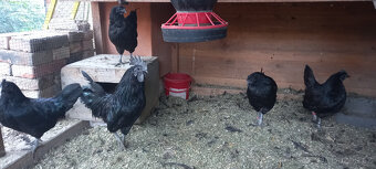 Ayam cemani - 4 slepice rok 2022 - 3