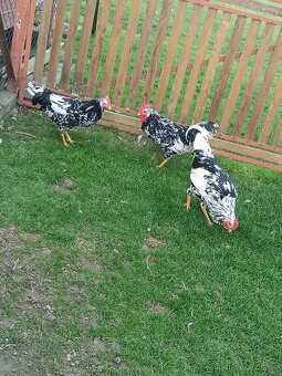 Kohouti vlaška exchequer - 3