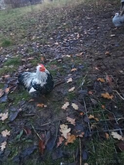 Zakrslá kočinka, kohoutci - 3