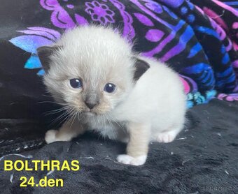 Ragdoll koťata s PP (FIFE) - 3