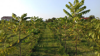 Ořech černý sazenice."Orech čierny - Kotora" - 3