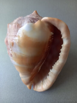 3 lastury + 2 písečné dolary - 3