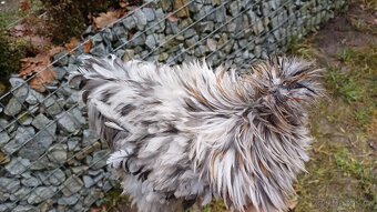 Hedvábnička kohout - 3