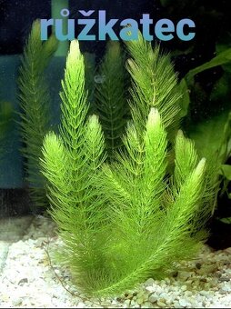 Akvarijní rostliny - 3