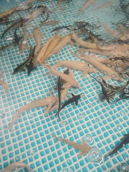 Jeseter Albín 50cm  - 3