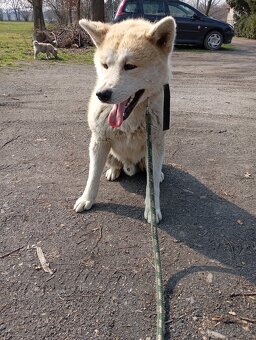 Akita inu - 3