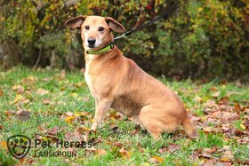 pan Brokolička - pejsek k adopci - 3