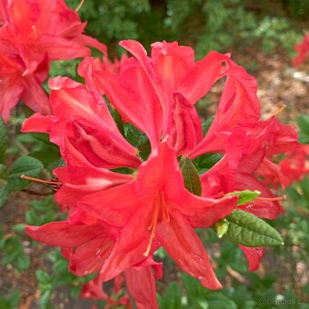 Nabízím velké azalky a rododendrony. - 3