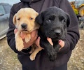 labradorský retrívr s PP - 3
