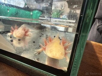 Axolotl mexický - Vodní dráček - 3