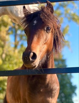 Pony - 3