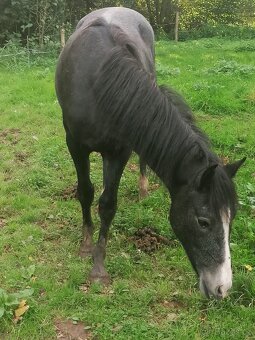 Pony valach - 3