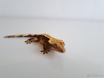 pagekon řasnatý... - 3