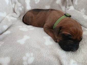 Rhodeský ridgeback - 3