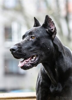 Bandog x dobrman (dobrman x Apbt,Ast,bullherede) - 3