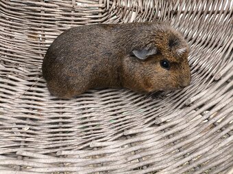 Cuy morcata a klasická morčata - 3