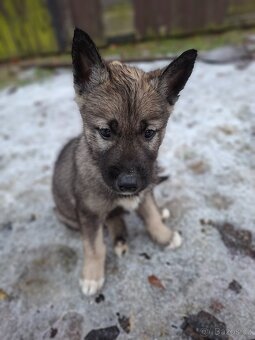 Sibiřský husky s PP - 3