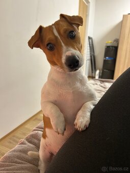 Pes na páření, Jack Russell teriér. Věk 1 rok a 3 měsíce. - 3