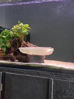 Arowana dvoufousá - 3