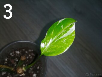 Monstera Deliciosa Albo variegata - 3