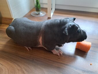 2x skinny morče (kluci) + klec + domeček - 3