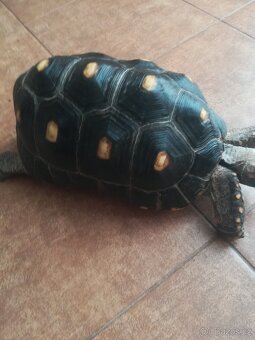 Želva Uhlířská - dospělé dvě samice - 3