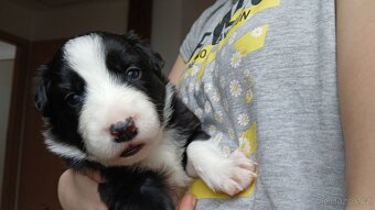 Štěňata Border kolie - 3