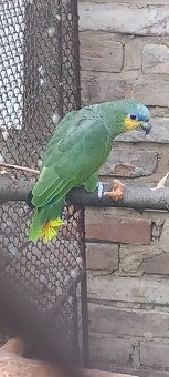 Amazoňan venezuelský - 3