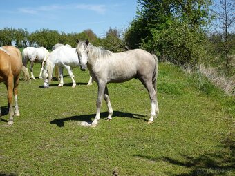 Prodám hřebečka Welsh pony, sekce B, s PP. - 3