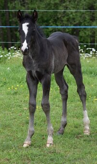 QH Splash Black hřebeček - 3