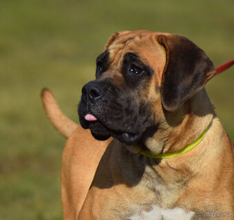 boerboel ballotada -chovná fena 1 rok - 3