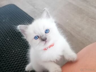 Ragdoll koťátka - 3