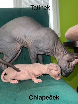 Kanadský sphynx - 3