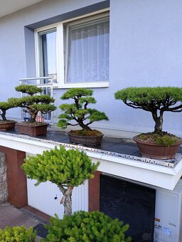 Borovice lesní (Pinus sylvestris) bonsai - 3