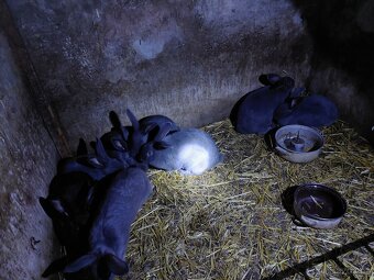 Moravský modrý - 3