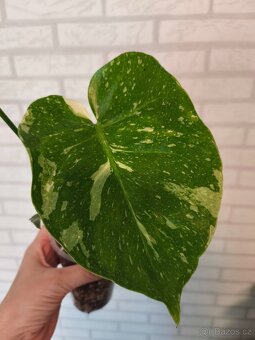 Monstera Deliciosa Thai - 3