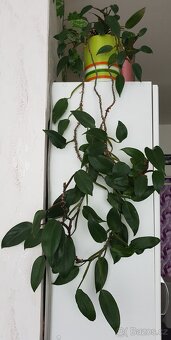 Krásné domácí květiny - 3