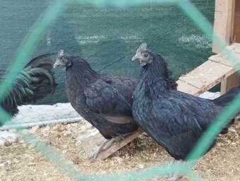 kmen ayam cemany - 3