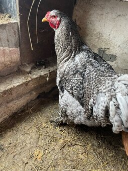 Brahmánka velká krahujčí kohout - 3