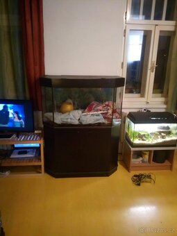 Prodám velké akvárko/terárko - 3