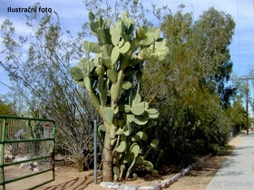 Kaktus opuncie Opuntia sp. - 3