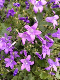 Campanula, zvonek dalmatský - 3